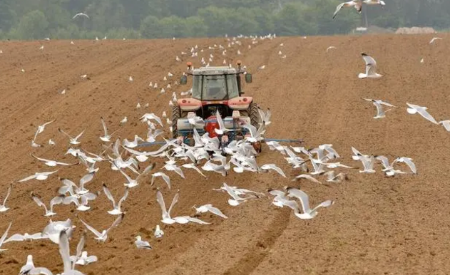 玉米播种后容易被鸟类刨食,如何有效的驱鸟?