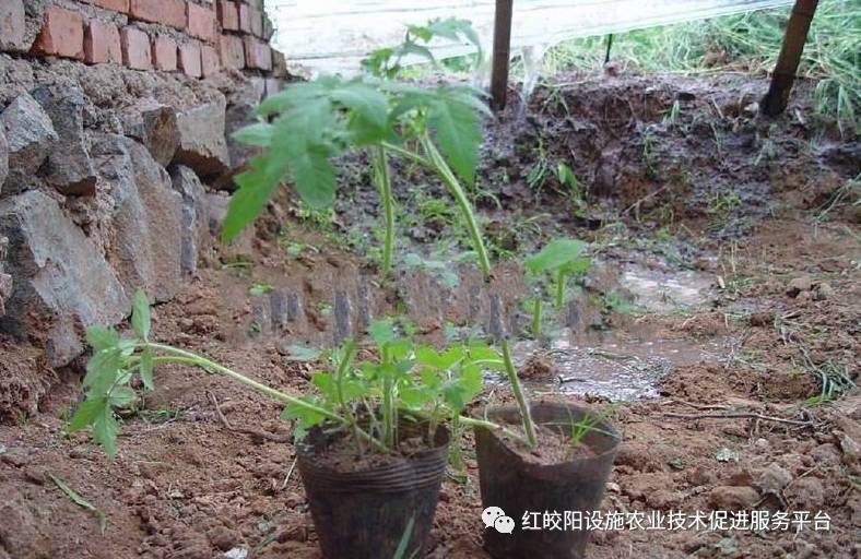 激光植物生长灯