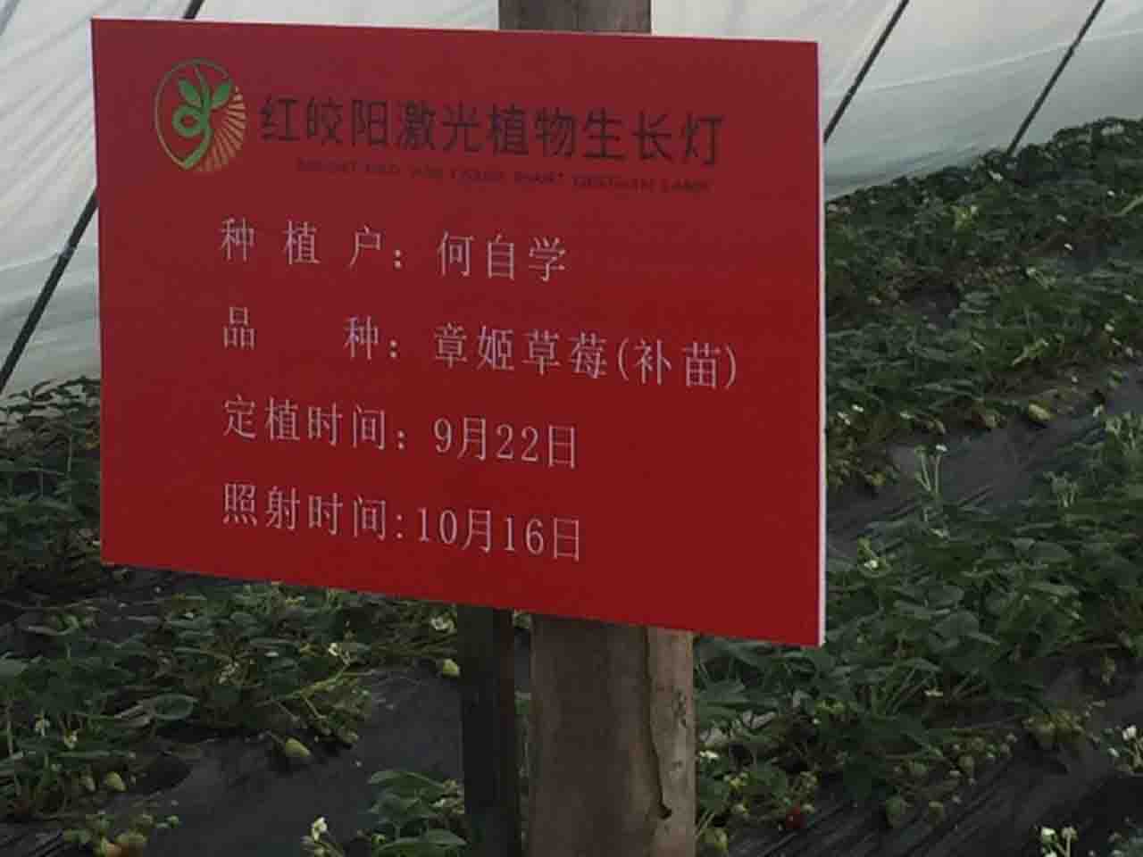 激光植物生长灯