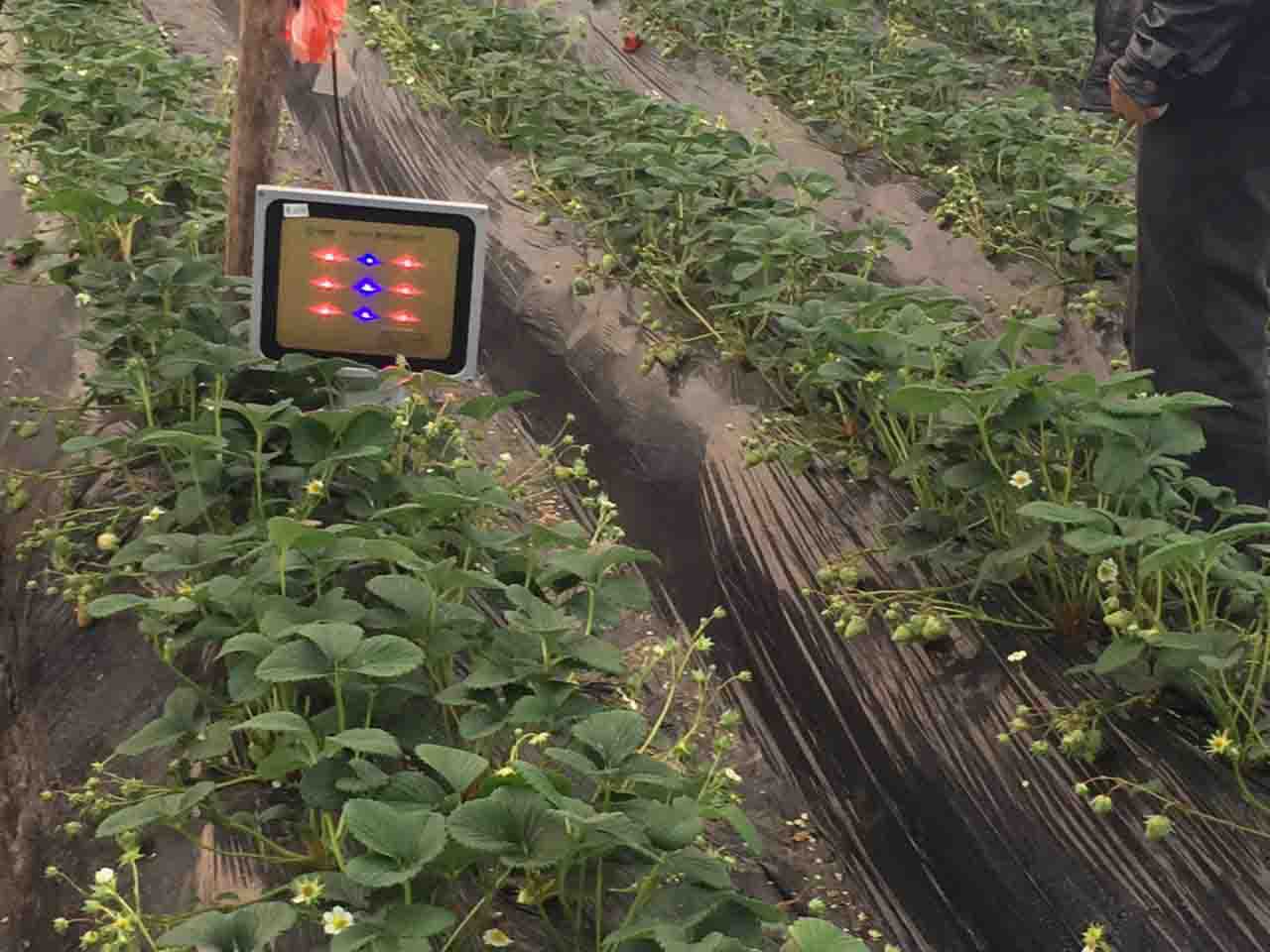 激光植物生长灯