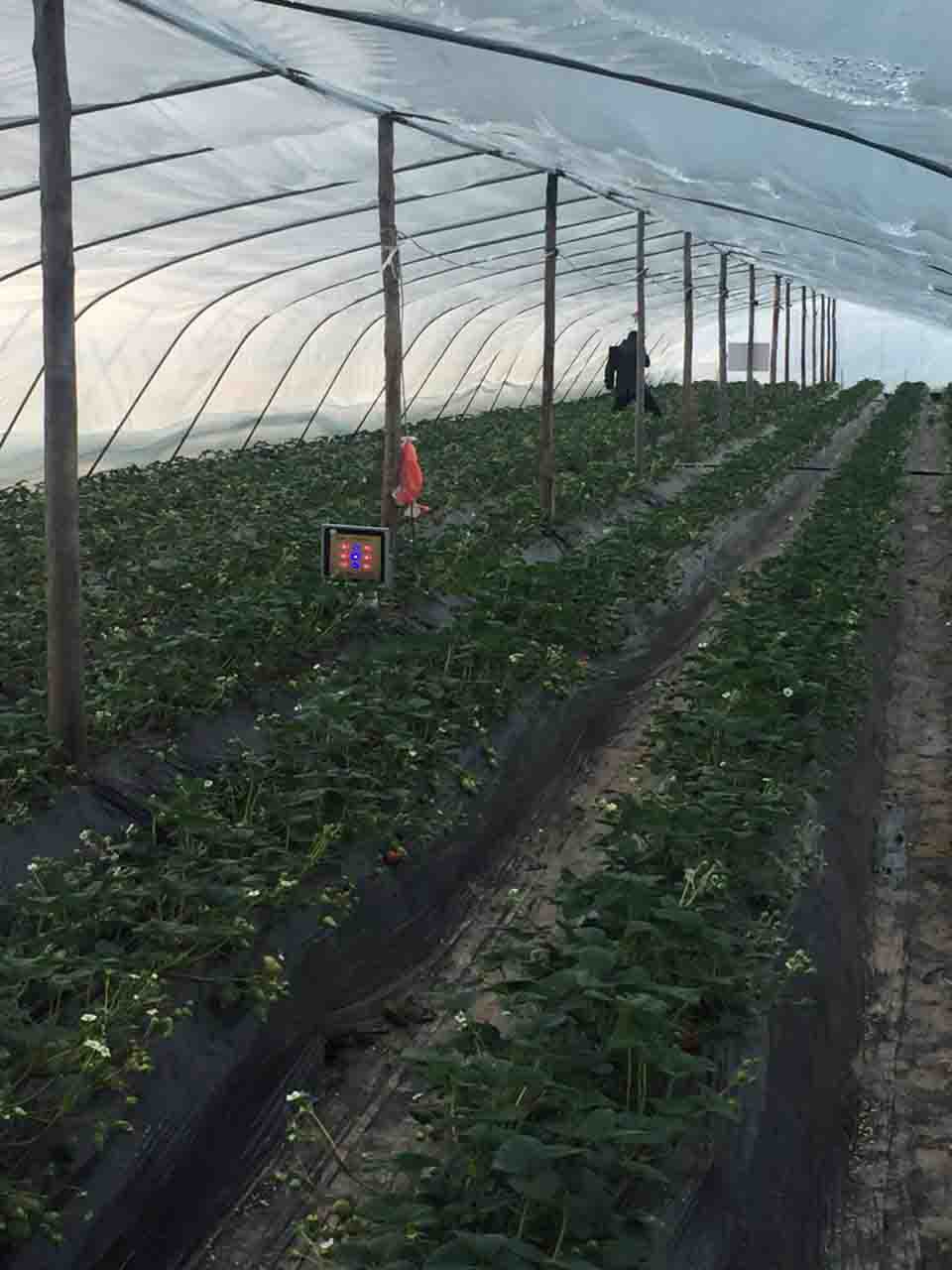 激光植物生长灯