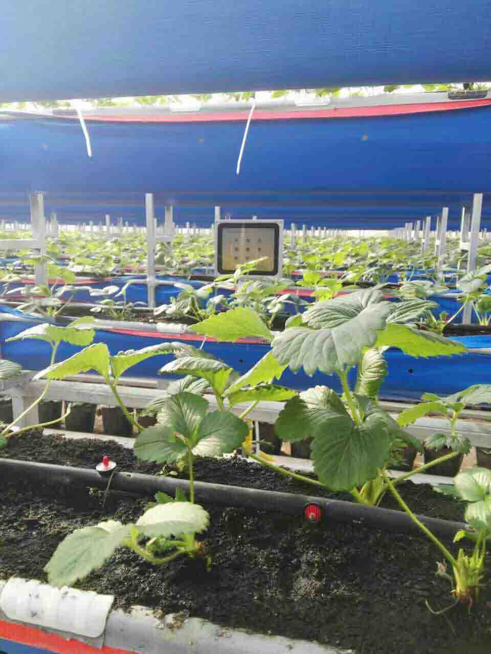 激光植物生长灯