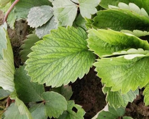 激光植物生长灯