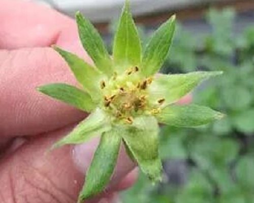 激光植物生长灯