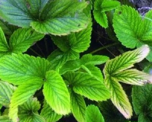 激光植物生长灯