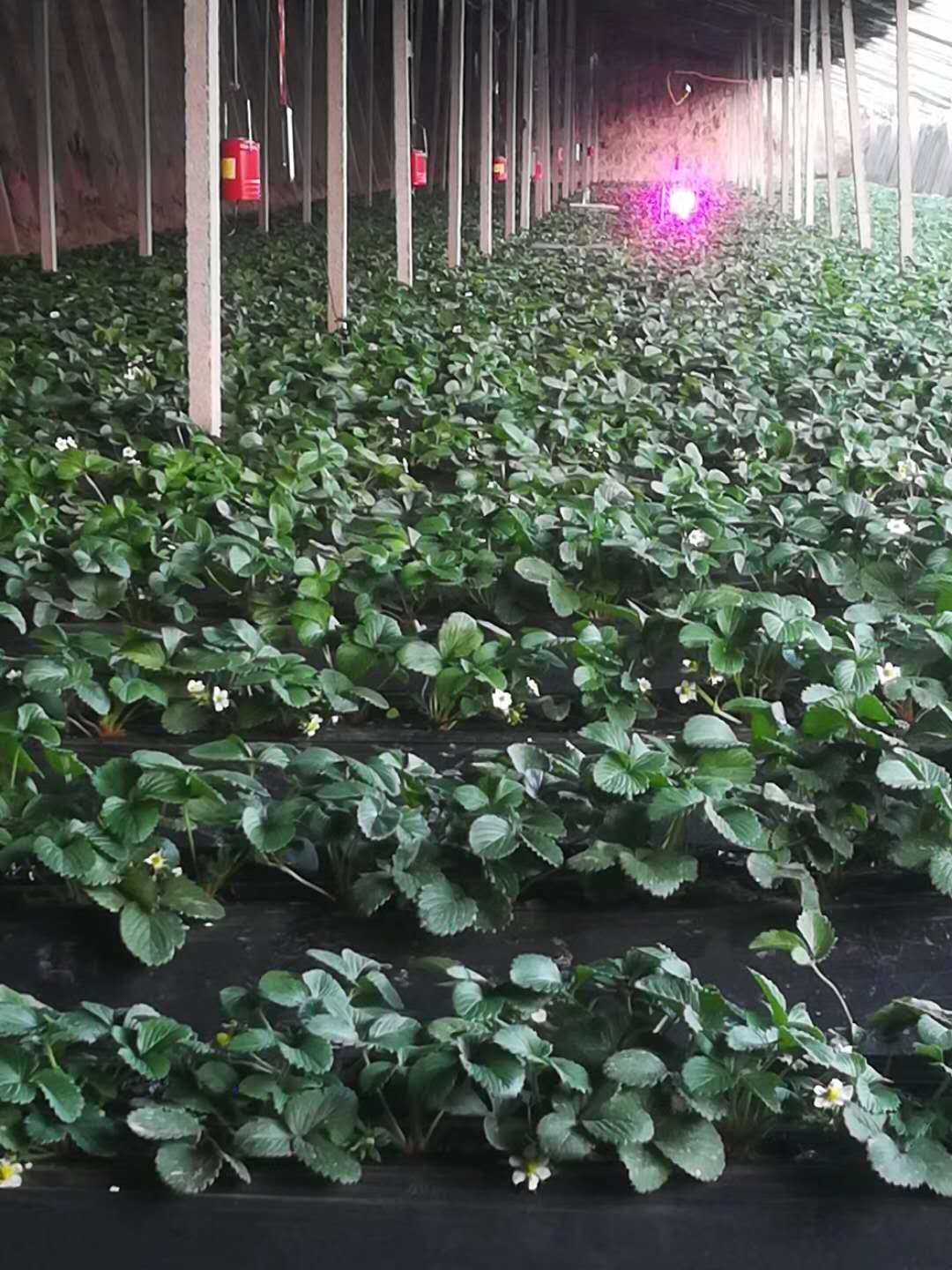 激光植物生长灯