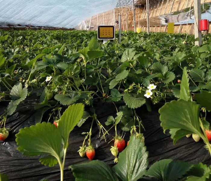 激光植物生长灯