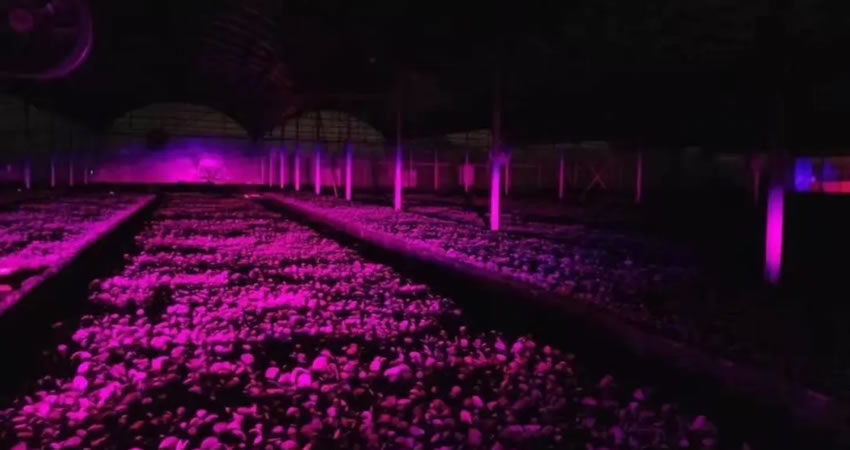 新型高效植物补光灯优势特点及应用