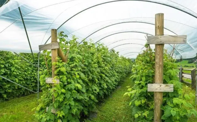 蔬菜大棚种植二氧化碳的作用